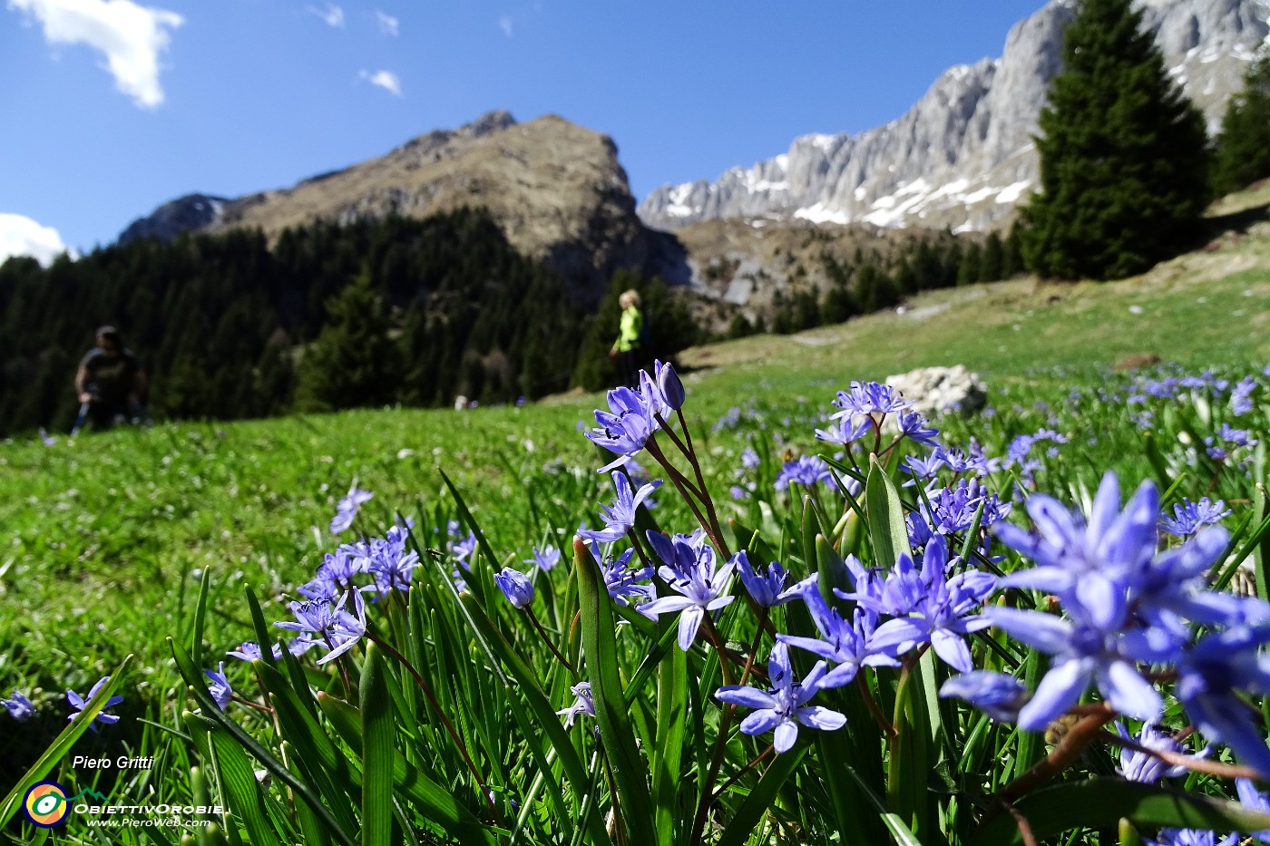 10 Scilla silvestre (Scilla bifolia) con Presolana e Corzene .JPG